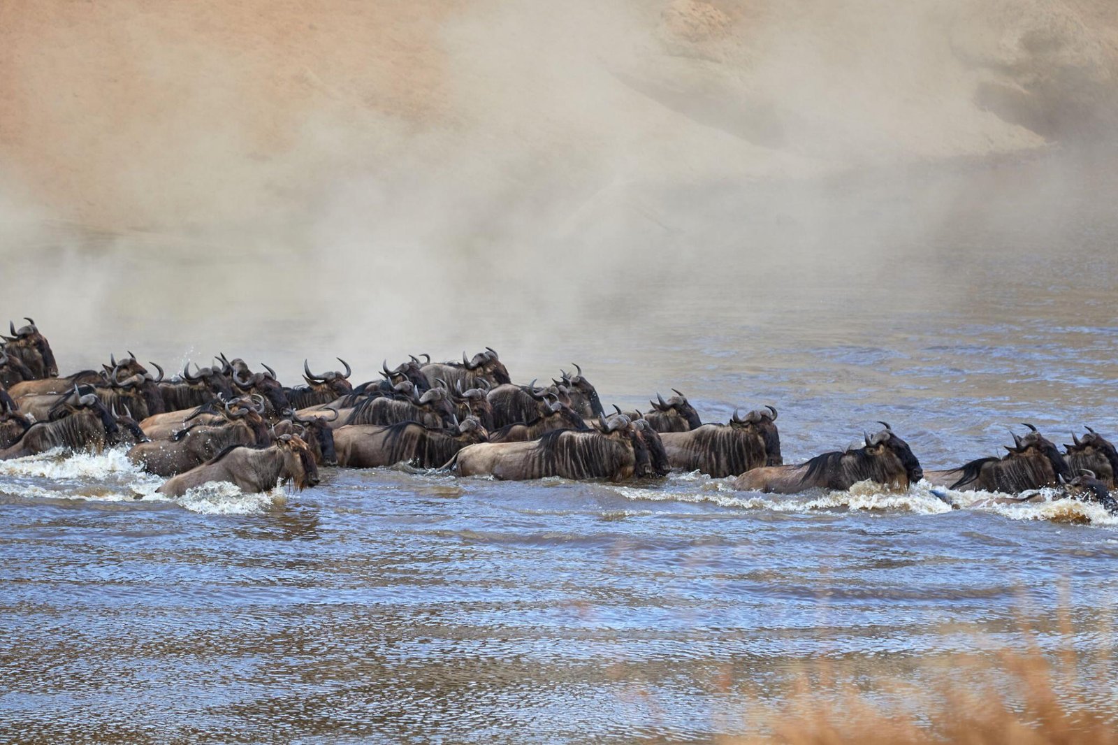 6 days greatest Serengeti wildbeest safari