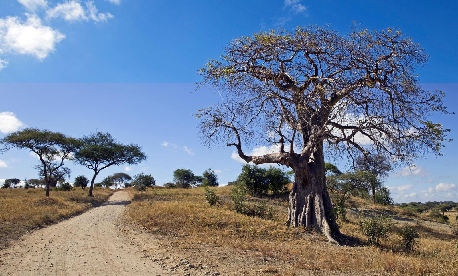 1 day Tarangire safari