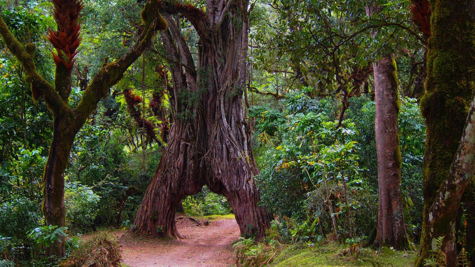 1-day Arusha National Park safari