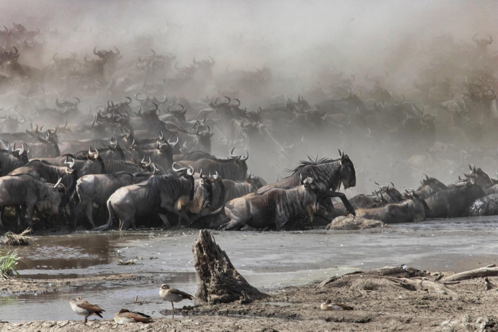 4-day Serengeti Private Migration Safari (Ndutu Calving Season)